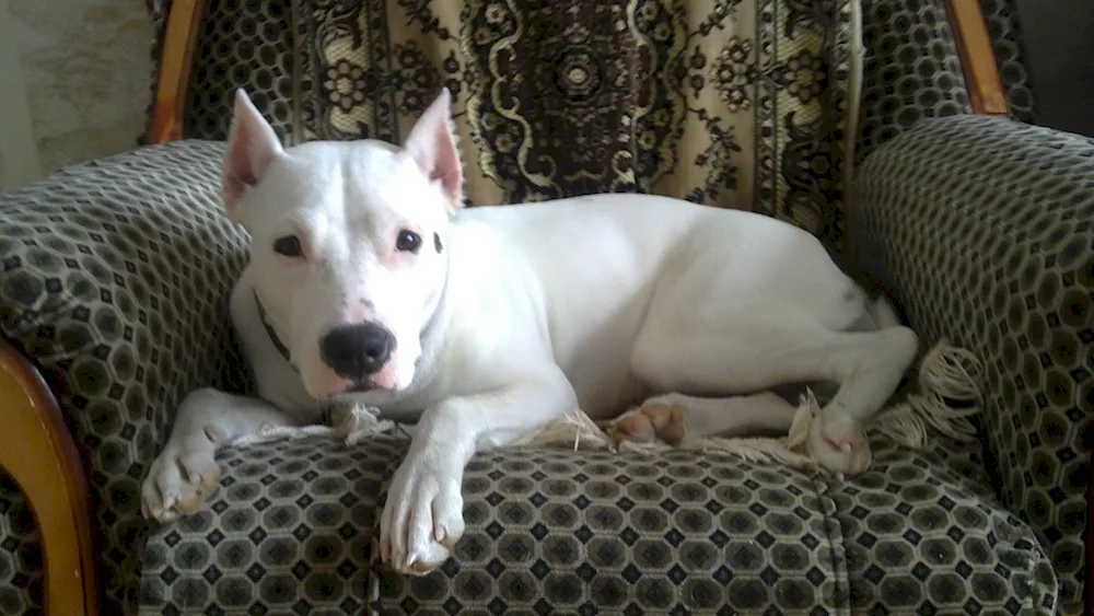 Staffordshire terrier white