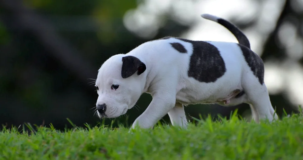 Staffordshire terrier white