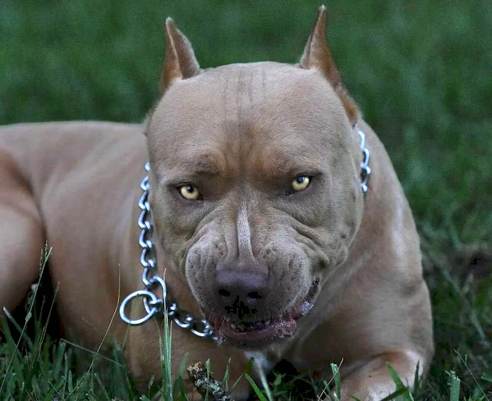 Staffordshire terrier bully