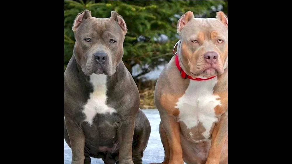 Pit bull black diamond