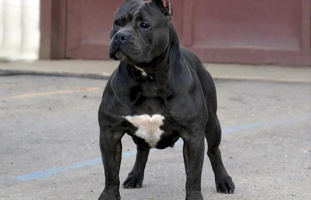 American pit bull black