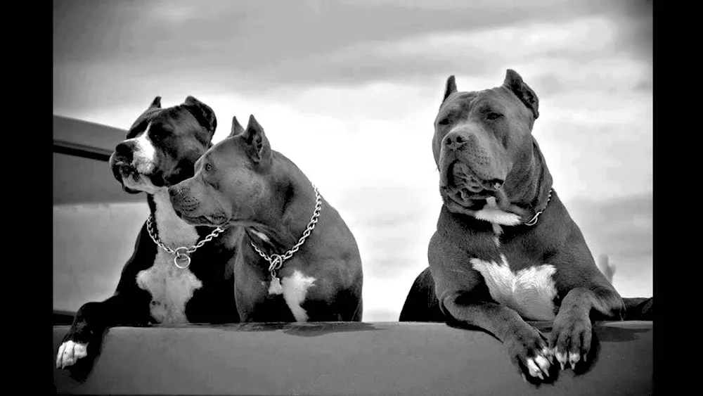 Staffordshire terrier bulli