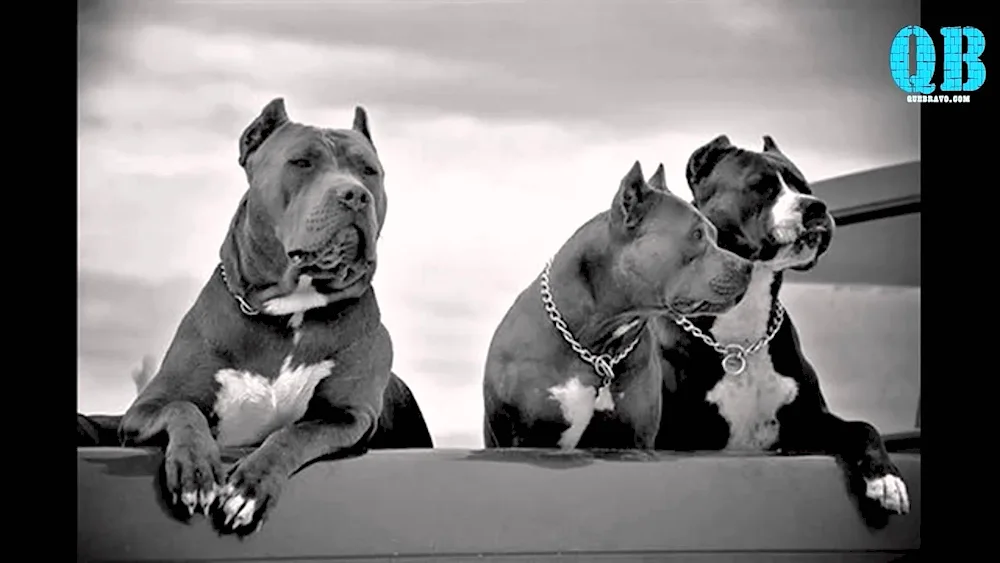 Staffordshire terrier Bullie