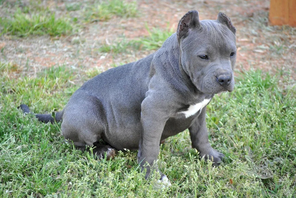 American Pit Bull Terrier black