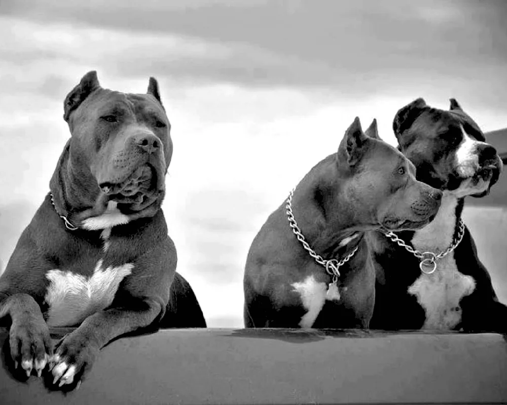 Staffordshire Terrier Bullie