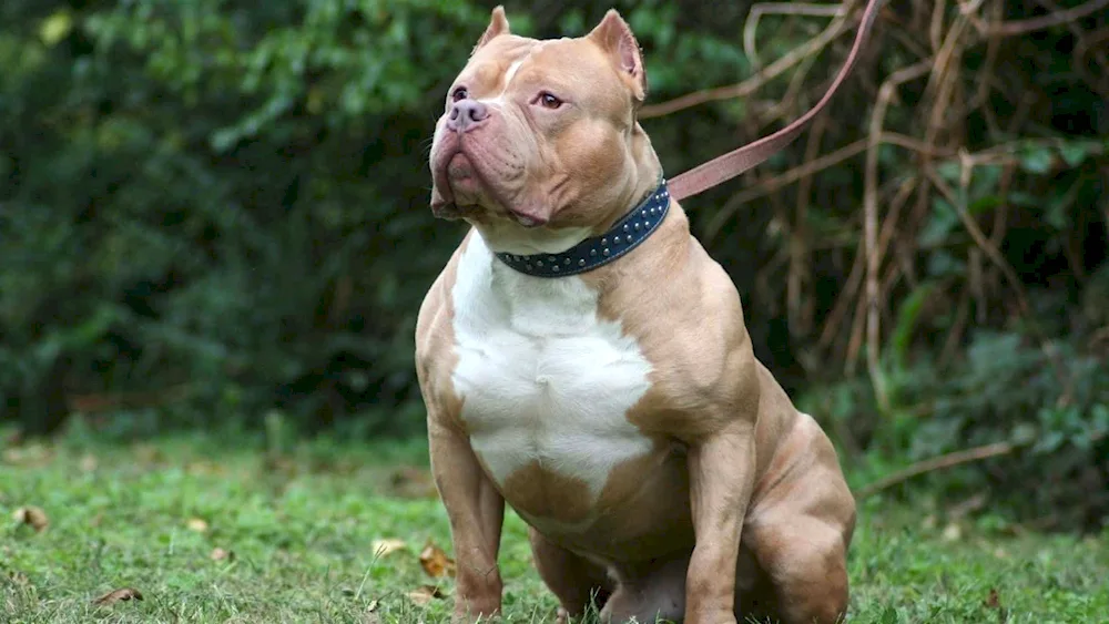 American Staffordshire terrier Bullie