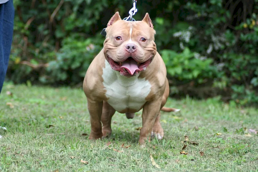 Staffordshire terrier Bullie