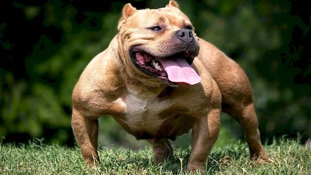 American Staffordshire Bullie