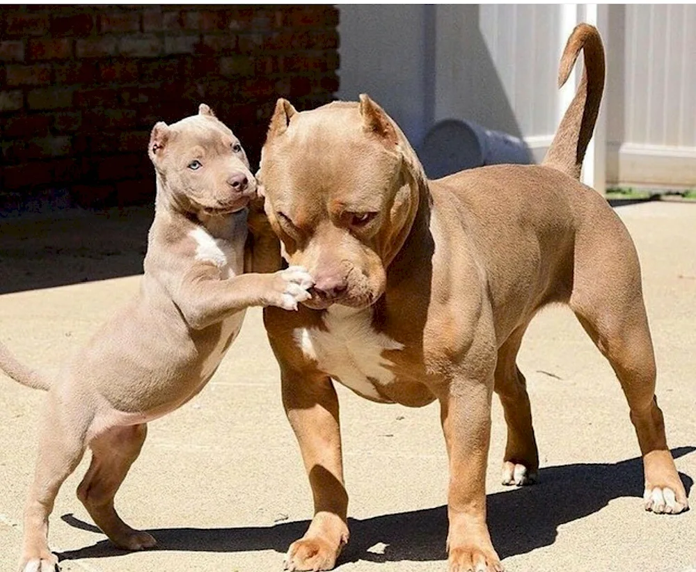 American Staffordshire terrier