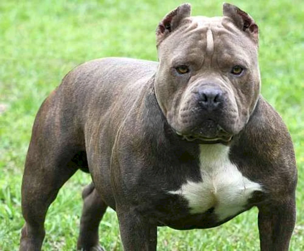 Staffordshire bull terrier