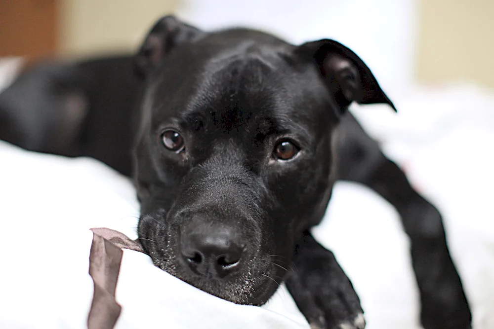 Staffordshire Terrier black