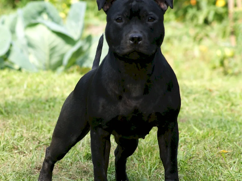 Staffordshire terrier black