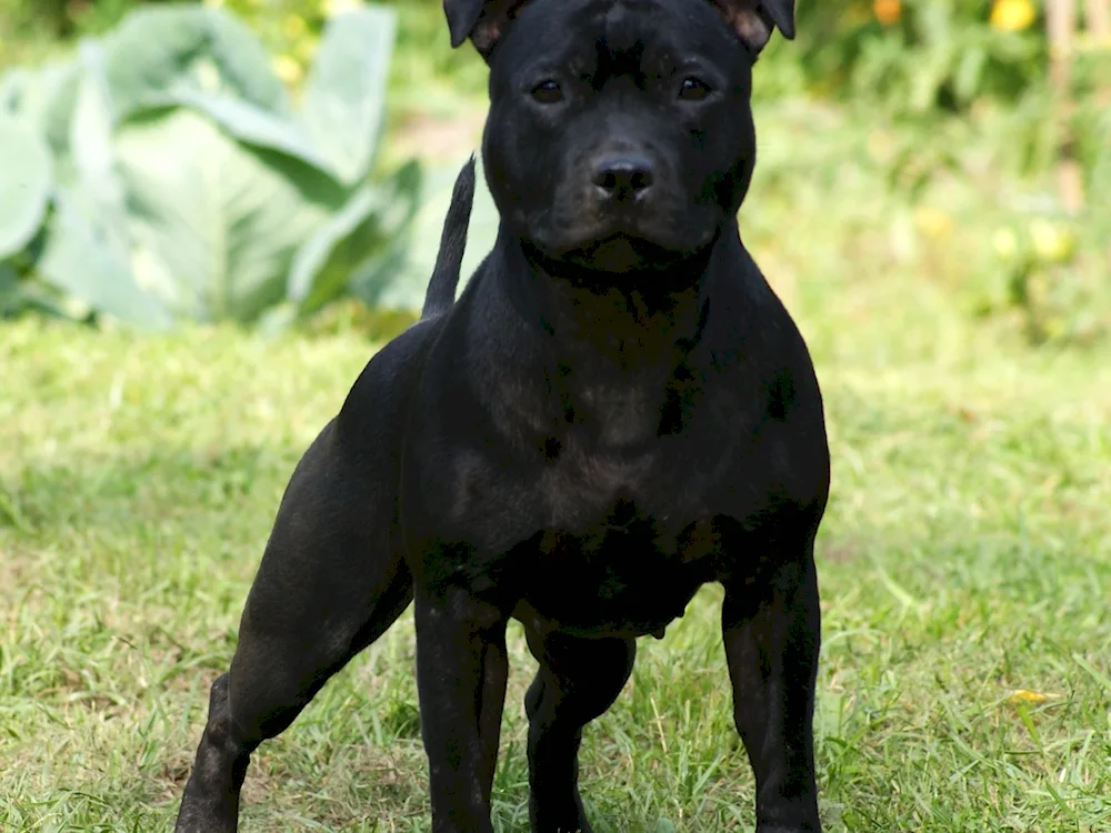 American pit bull terrier