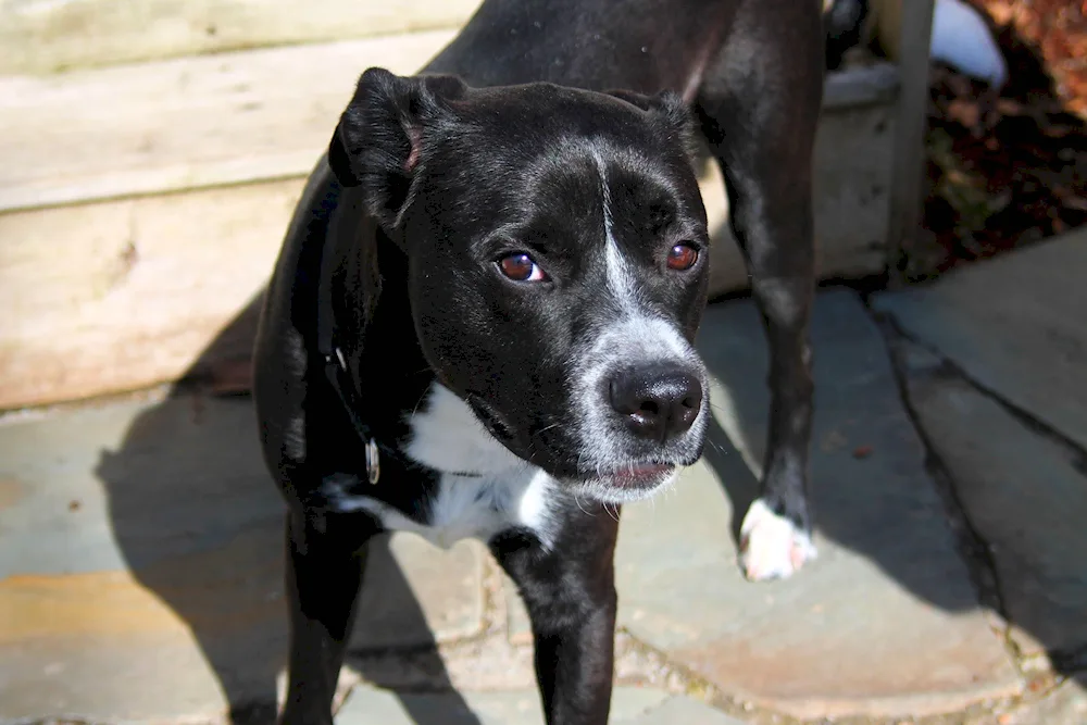 Staffordshire terrier and boxer