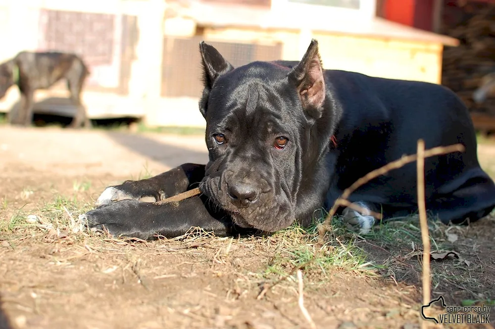 Métis Cane Corso