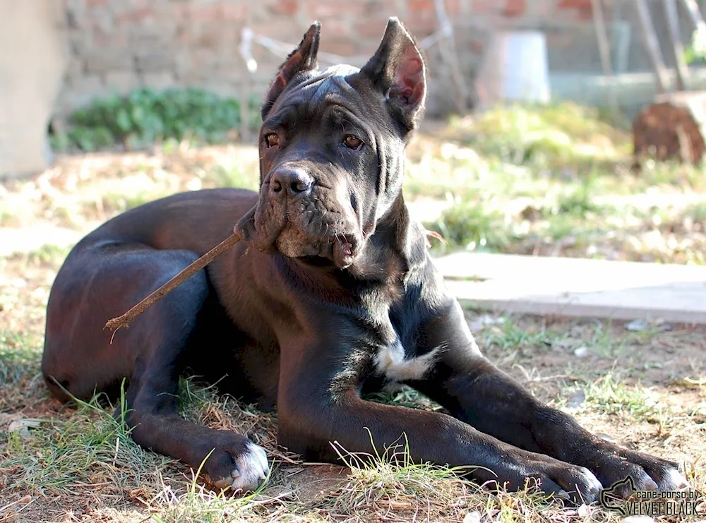 Mestizo Kane Corso and German Shepherd