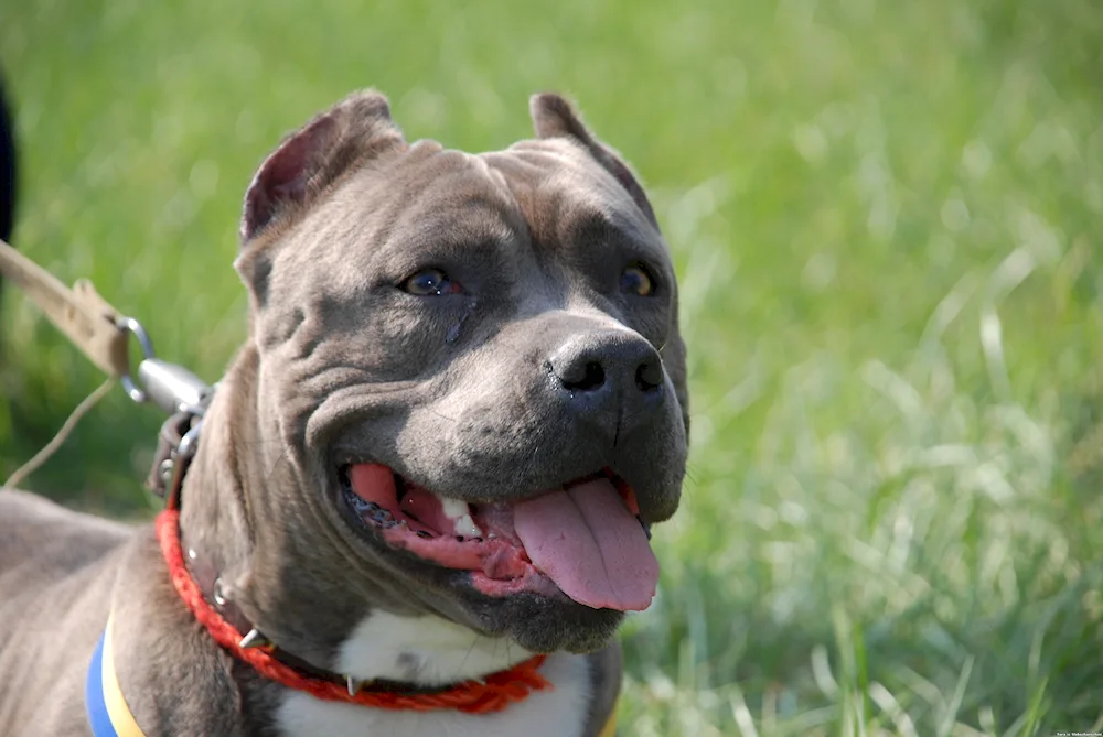 Staffordshire Terrier bought