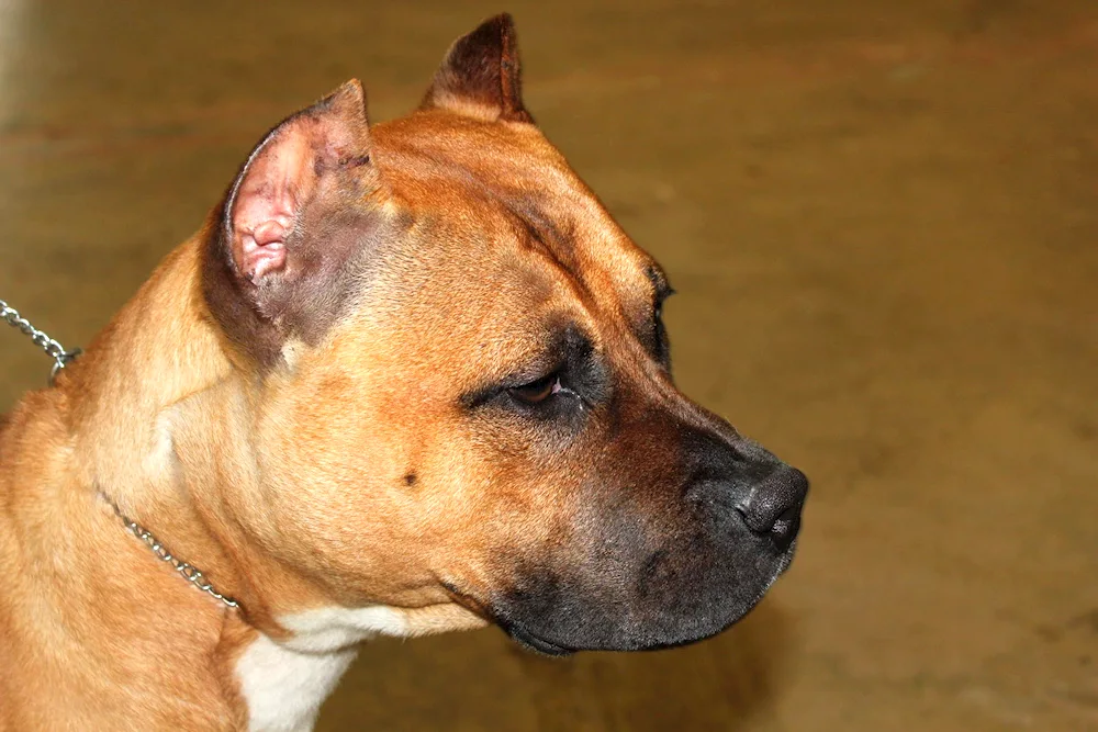 Staffordshire Terrier bought