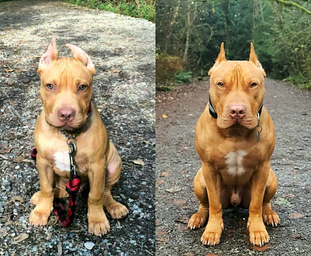 Staffordshire Terrier bought