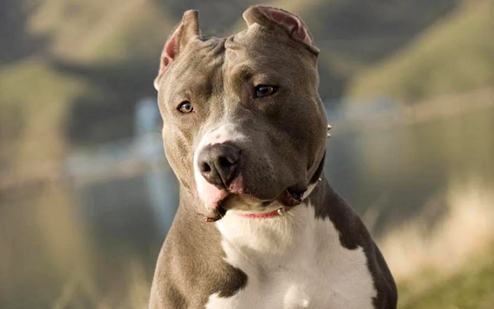 Pit Bull Terrier