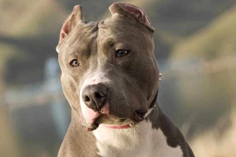 American Staffordshire Terrier