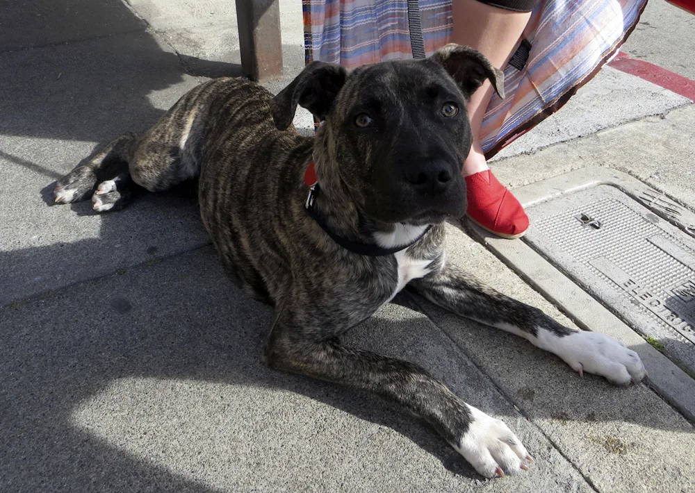 Staffordshire terrier métis