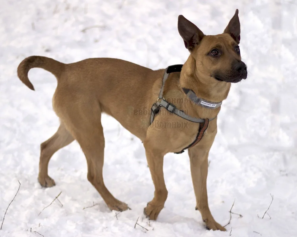 American Staffordshire terrier métis