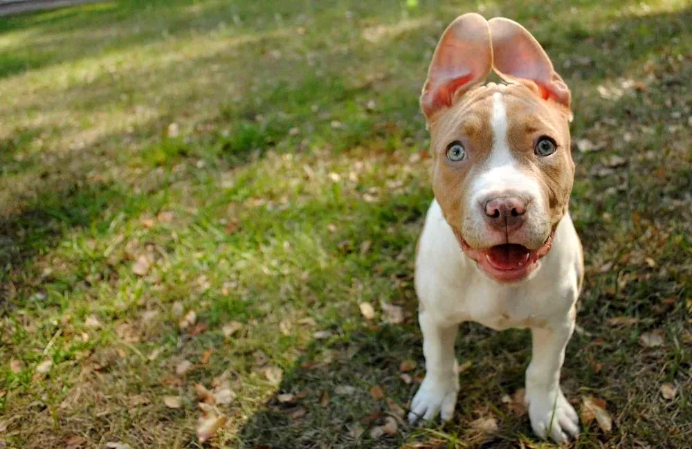 Staffordshire Terrier uncut