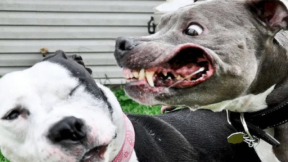 Staffordshire Terrier with Rottweiler