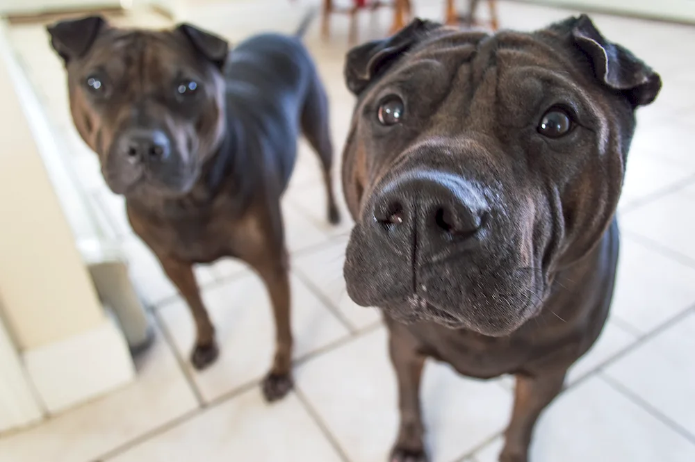 Sharpei and Labrador métis