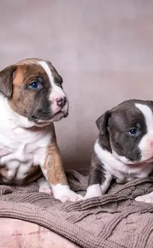 Staffordshire Terrier puppy