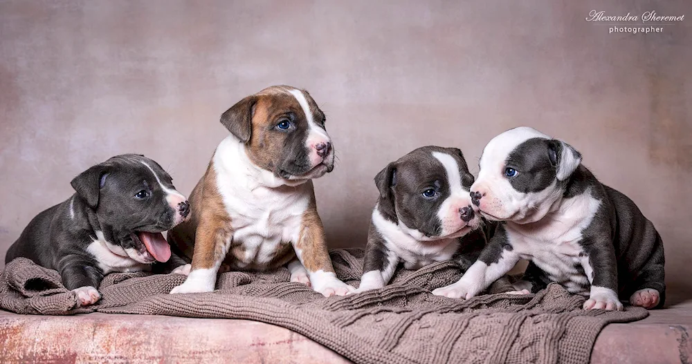 Staffordshire Terrier puppy