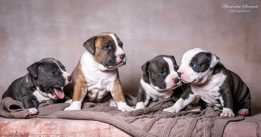 Staffordshire Terrier puppy