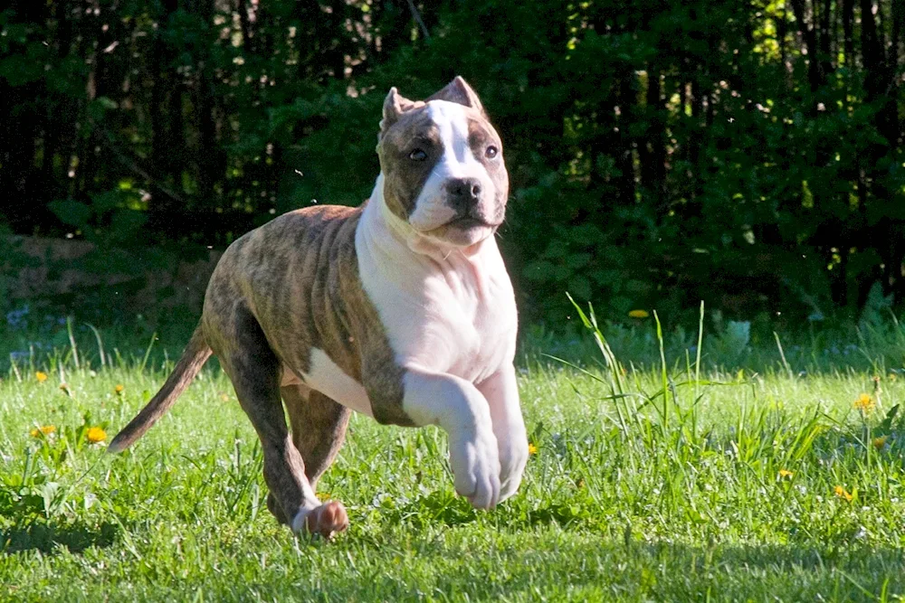 Staffordshire Terrier tiger