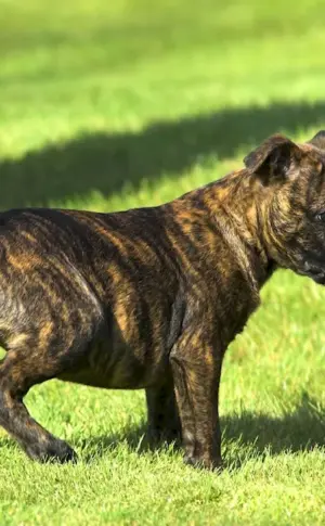 Staffordshire terrier tiger