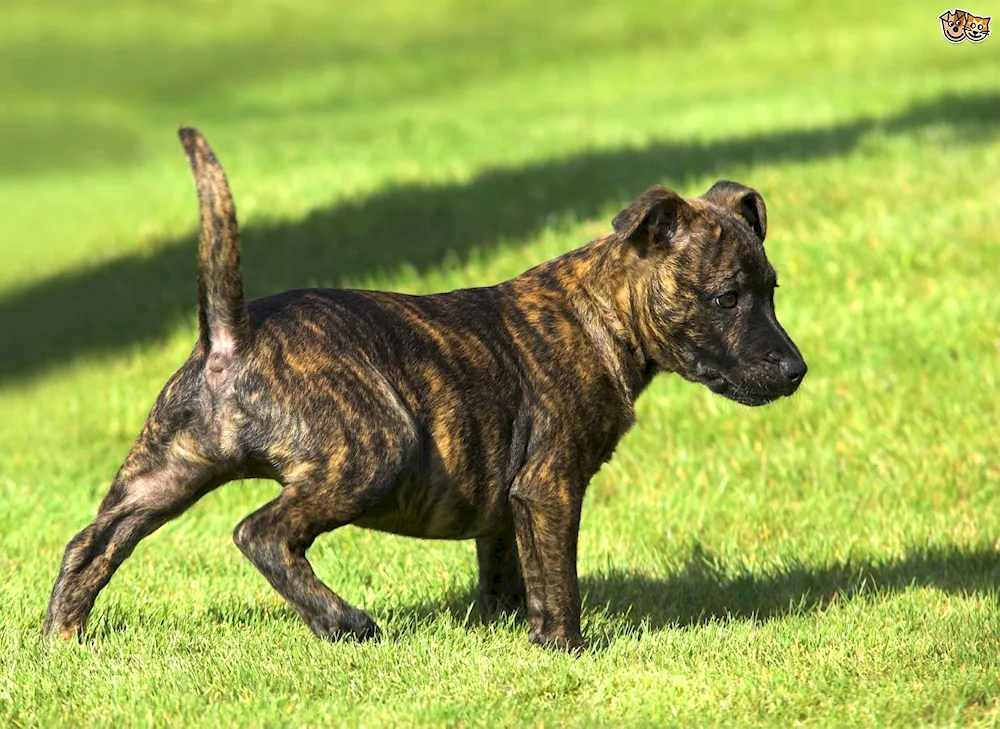 Staffordshire terrier tiger