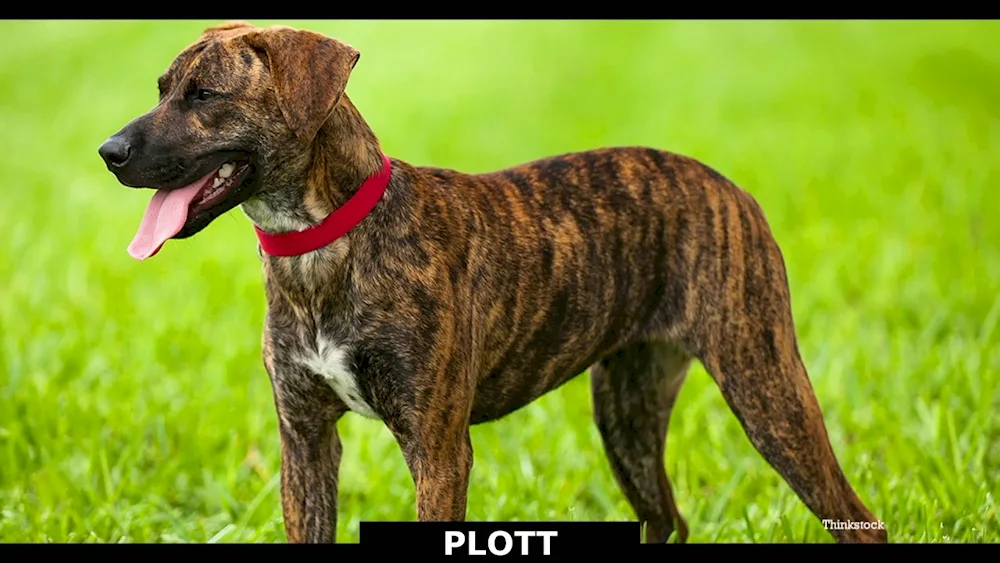 Staffordshire terrier tiger