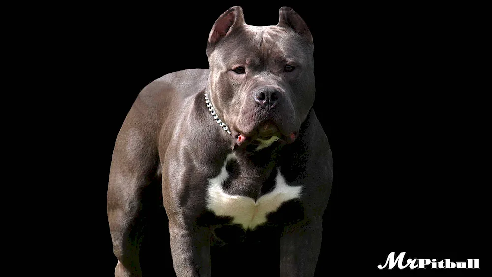 Staffordshire terrier XXL