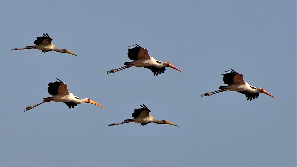 Belarus white stork