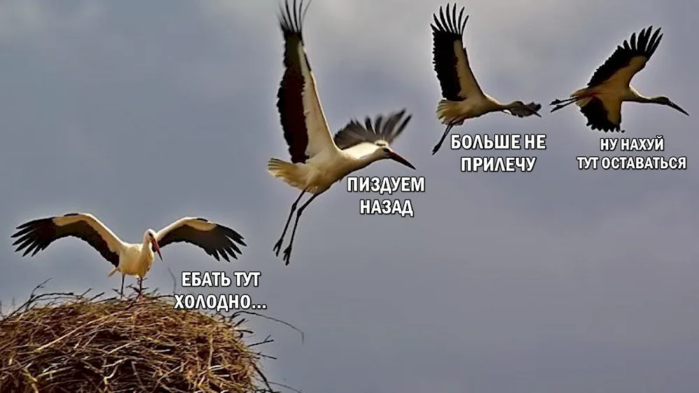 White Stork flying