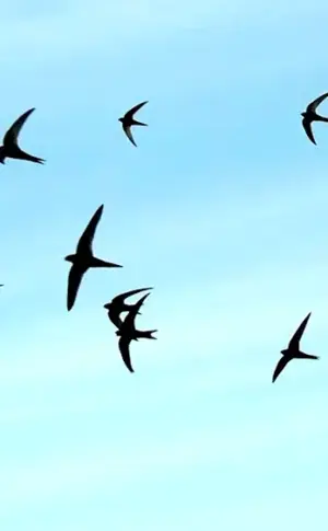 Swallow flock