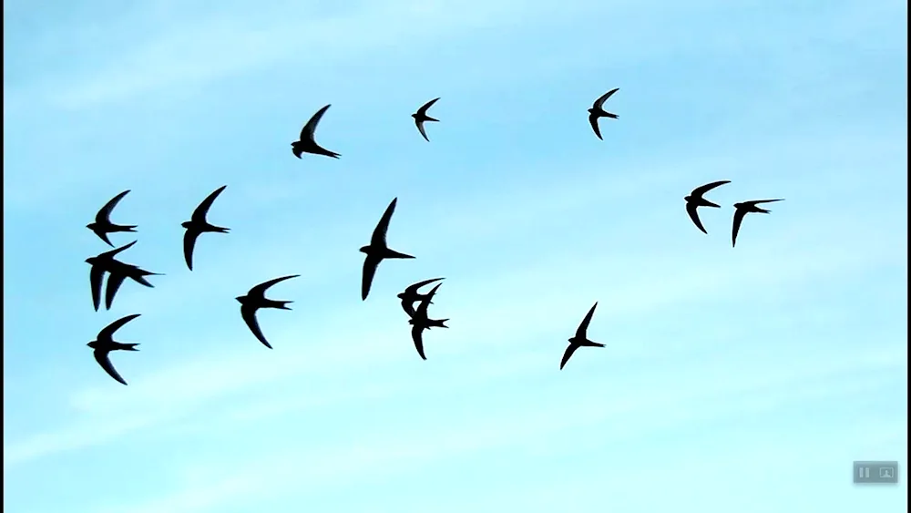 Swallow flock