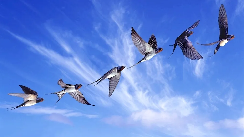 Birds in flight