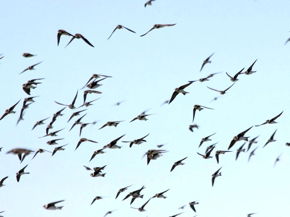 Swallows in the sky