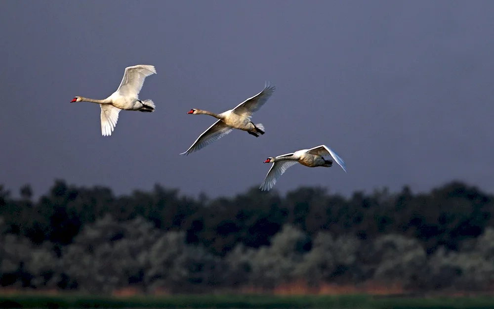 Small white swan