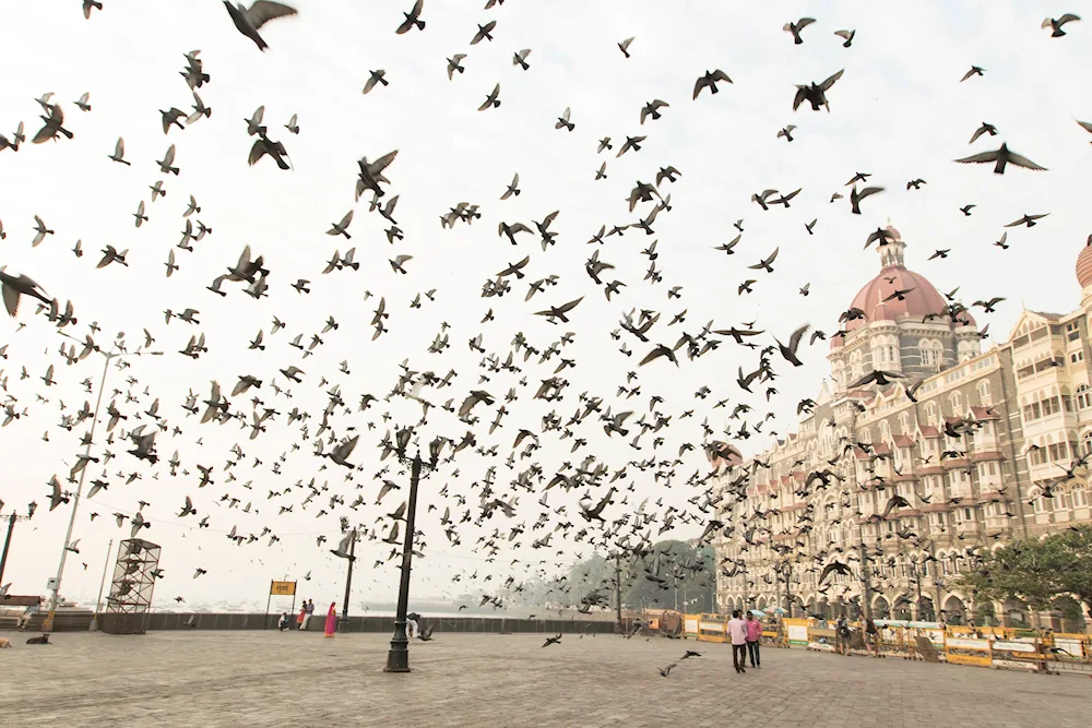 Gull Utes Crimea