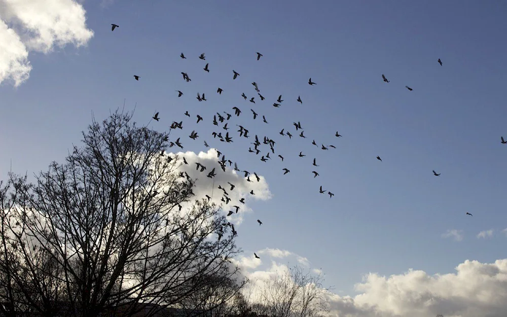 Swift birds