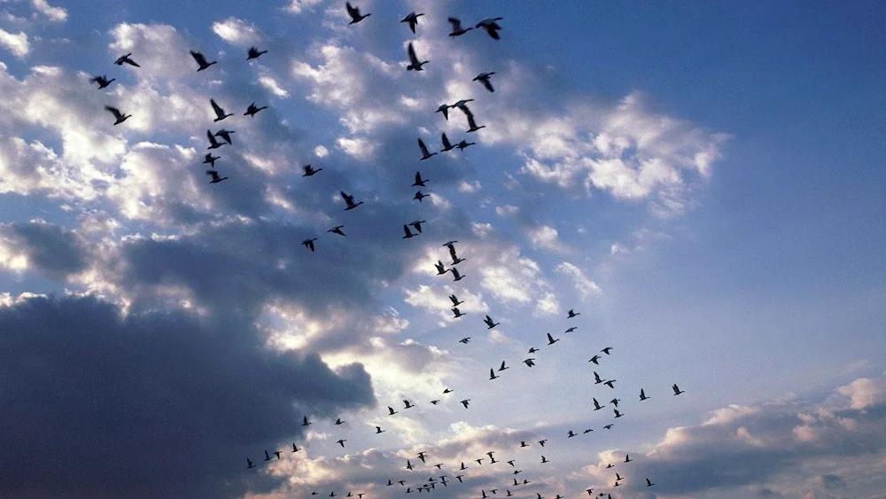 Birds in the sky