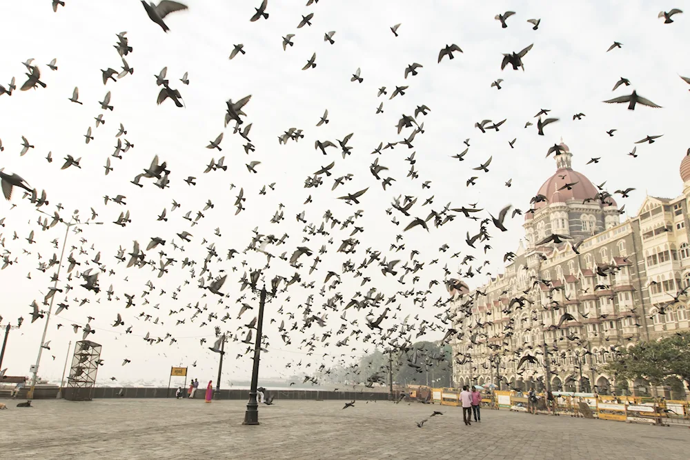 Oden Scott's flock of Ravens