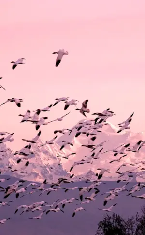 Flock of birds